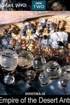 BBC自然世界：沙漠蚂蚁帝国