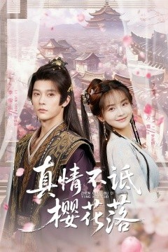 真情不诋樱花落