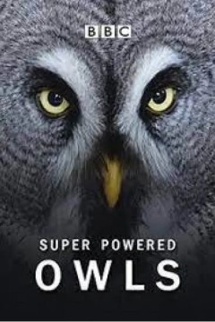 超能猫头鹰