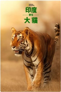 印度野生大猫
