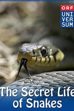 蛇的秘密生活