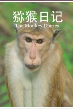 猕猴日记