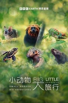 小动物大旅行第一季