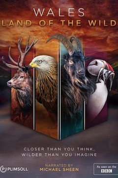 野性威尔斯粤语